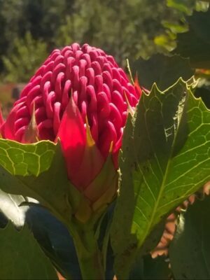 Waratah
