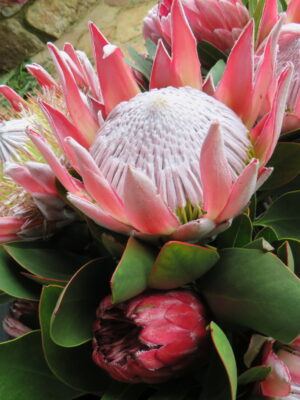 King Protea