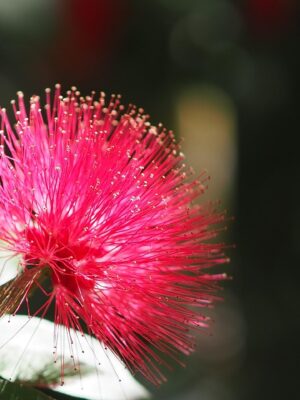 Scarlett Ribbon- Pincushion